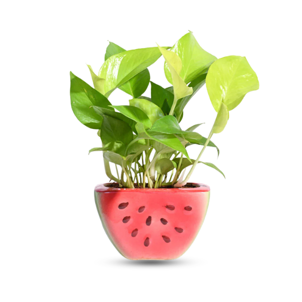 Get 25% off on plants